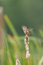 Marsh Wren singing in marsh Royalty Free Stock Photo