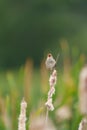 Marsh Wren singing in marsh Royalty Free Stock Photo