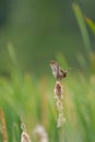 Marsh Wren singing in marsh Royalty Free Stock Photo