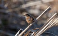 Marsh Wren clings in marsh