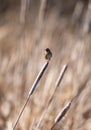 Marsh Wren clings in marsh Royalty Free Stock Photo