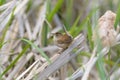 Marsh Wren clings in marsh Royalty Free Stock Photo