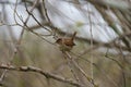 Marsh Wren clings in marsh Royalty Free Stock Photo