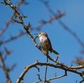 Marsh Wren clings in marsh Royalty Free Stock Photo