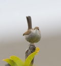 Marsh Wren clings in marsh