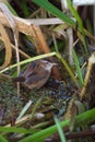 Marsh Wren resting in marsh Royalty Free Stock Photo