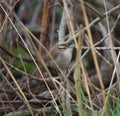 Marsh Wren resting in marsh Royalty Free Stock Photo