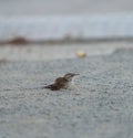 Marsh Wren resting on the ground Royalty Free Stock Photo