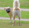 Pugrador pedigree crossbreed dog