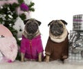 Pugs, 6 years and 3 years old, with Christmas Royalty Free Stock Photo