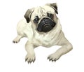 PUGS, ADULT DOG. PETS. MAMMALS. BEST FRIEND. WATERCOLOR ILLUSTRATION.