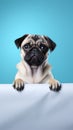 Pugs with empty paper board mockup on blue background. Copy space.