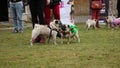 Pugs sniffing each other to get acquainted, many people walking dogs outdoors