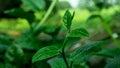 Pui shak or malabar spinach growing up. Basella alba is an edible perennial vine in the family Basellaceae Royalty Free Stock Photo