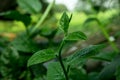 Pui shak or malabar spinach growing up. It is found in tropical Asia and Africa where it is widely used as a leaf vegetable Royalty Free Stock Photo