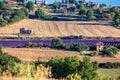 Puimoisson village with lavender field in Provence, France Royalty Free Stock Photo