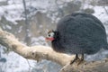 Puinea fowl Royalty Free Stock Photo