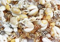 Puka Shells Royalty Free Stock Photo