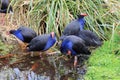 Pukeko - Australasian swamphen