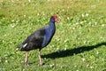 Pukeko