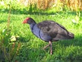 Pukeko bird