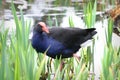 Pukeko