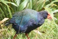 Pukeko bird with a red beak in New Zealand