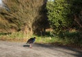 Pukeko bird