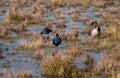 Pukeko birds and a duck in the wetland park Royalty Free Stock Photo