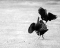 Pukeko birds fighting done in black and white Royalty Free Stock Photo