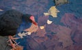 Pukeko by the Lake in Autumn