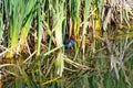 Pukeko hiding in bulrushes in wetland pond