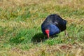 Pukeko with its deep blue front, bright red bill and orange-red legs in Travis Wetland Park in New Zealand