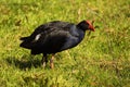 Pukeko In Meadow