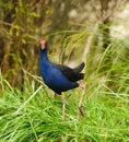 Pukeko