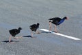 Pukeko - New Zealand Native Birds