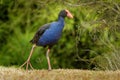 Pukeko Porphyrio porphyrio melanotus standing on a meadow near the lake and holding the haulm of grass in it`s thorn Royalty Free Stock Photo