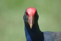 Pukeko portrait