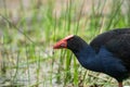 A Pukeko Swamp Hen wading in a pond in New Zealand