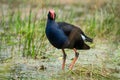 A Pukeko Swamp Hen wading in a pond in New Zealand