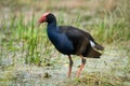 A Pukeko Swamp Hen wading in a pond in New Zealand