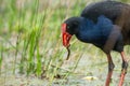 A Pukeko Swamp Hen wading in a pond in New Zealand