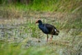 A Pukeko Swamp Hen wading in a pond in New Zealand