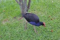Pukeko walking around in new zealand Royalty Free Stock Photo
