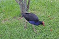 Pukeko walking around in new zealand