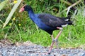 Pukeko