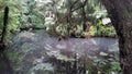 Pukekura Park lake reflection