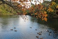 Pukekura Park Lake, Tree Overhead