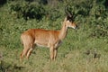 Puku antelope Royalty Free Stock Photo