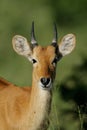 Puku antelope Royalty Free Stock Photo